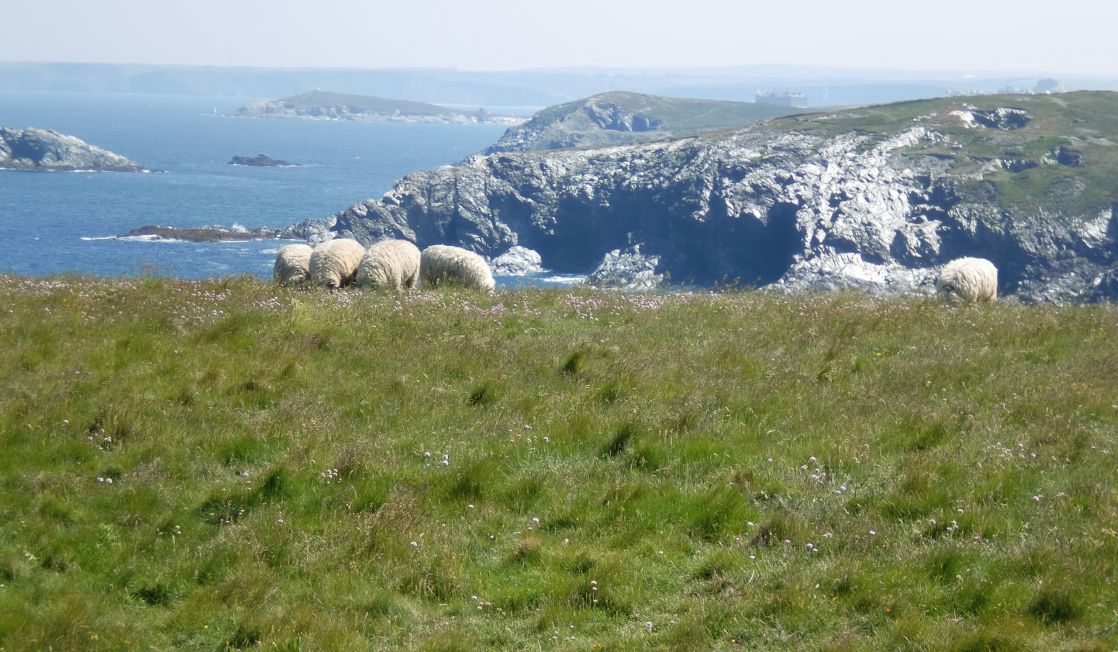 sheep grazing on the coast