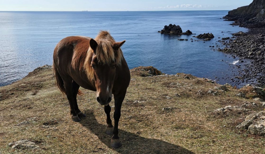 Horse on the coast