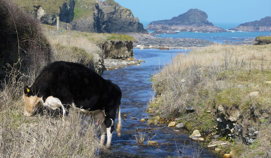 Cattle in the stream at Porthcothan Bay