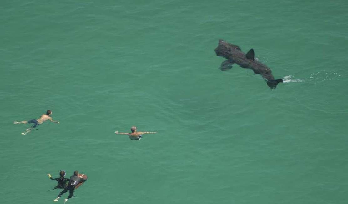 Basking shark with swimmers