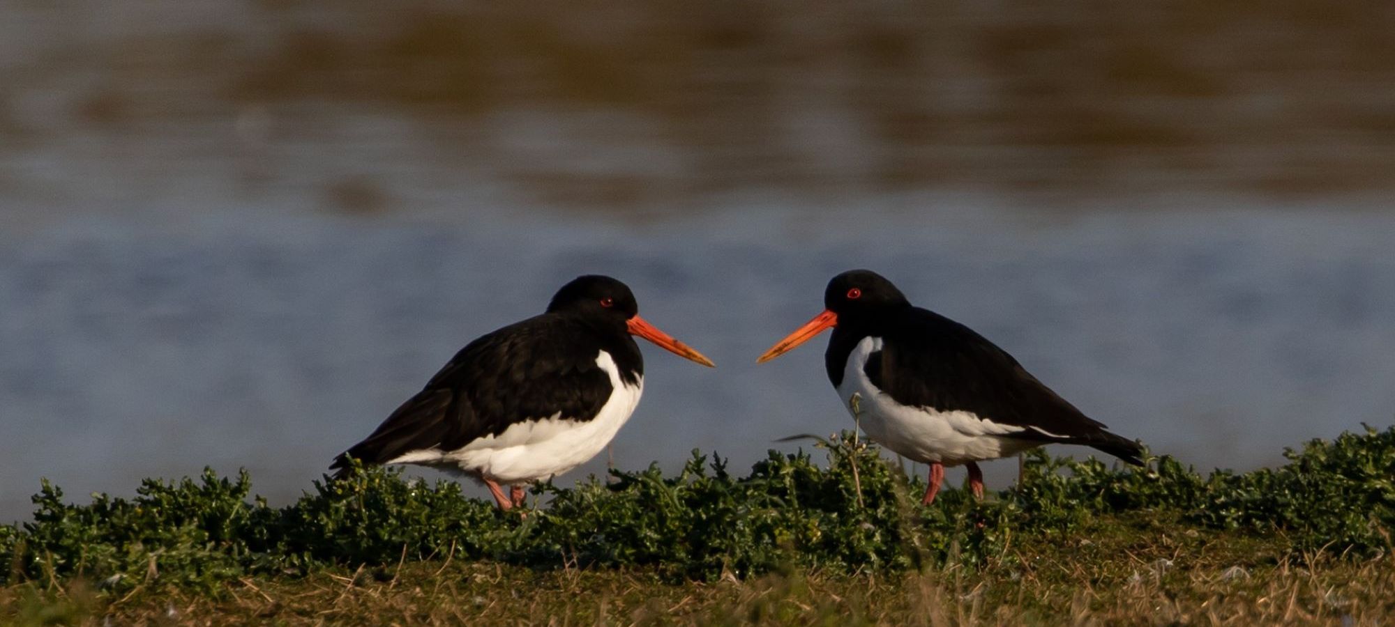 oyster catchers